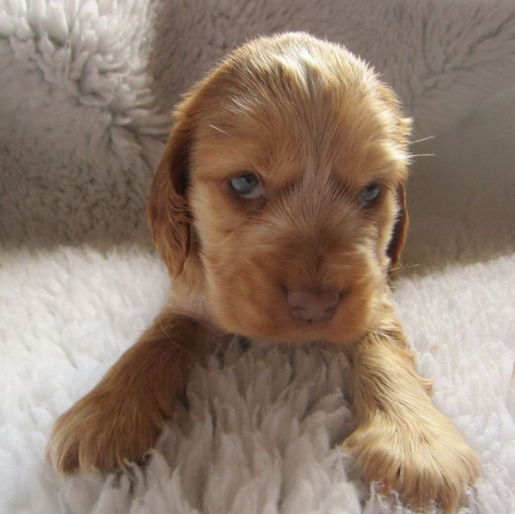 cooper-english-cocker-spaniel-puppy-5-weeks-old-2