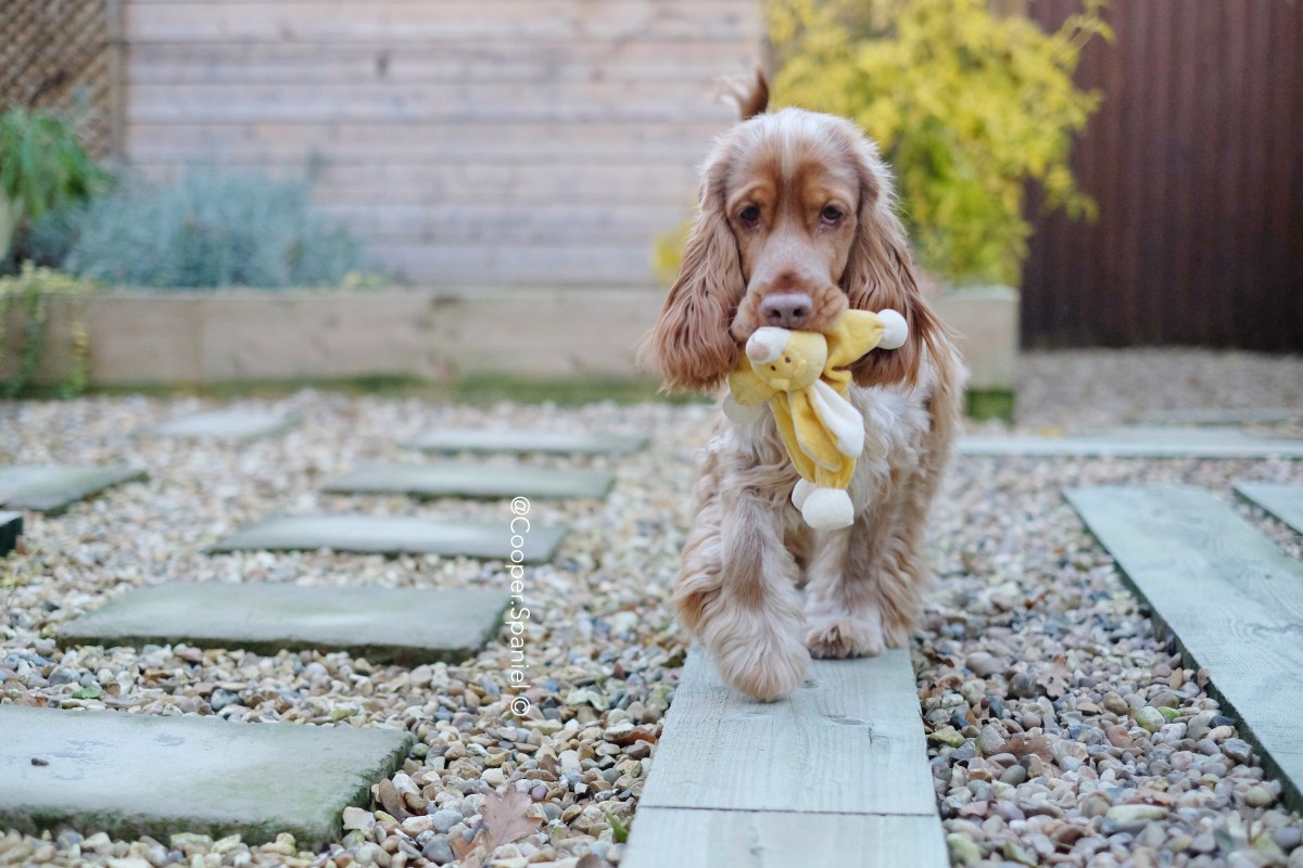 Cooper, sable cocker spaniel puppy / www.perfectcockerspaniel.com