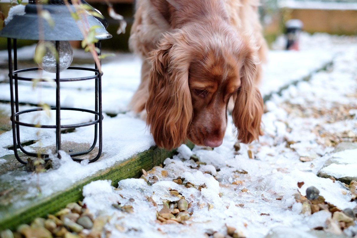 Cooper, sable cocker spaniel puppy / www.perfectcockerspaniel.com @cooper.spaniel