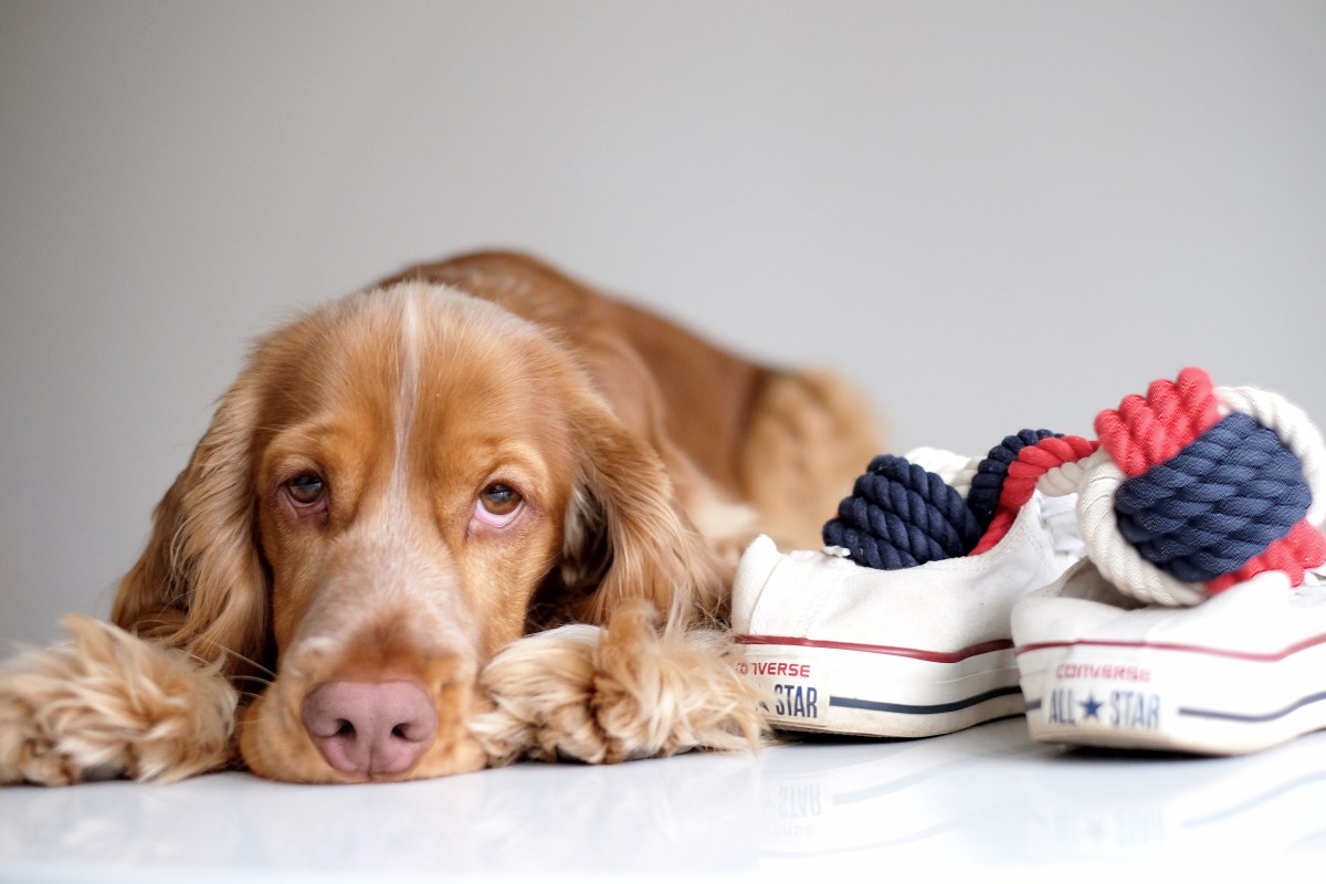 Cooper, sable cocker spaniel puppy / www.perfectcockerspaniel.com