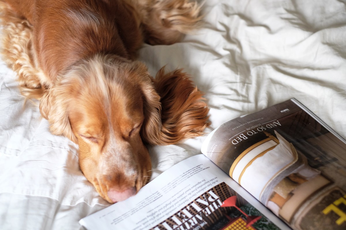 Cooper spaniel, sable cocker spaniel puppy / www.perfectcockerspaniel.com