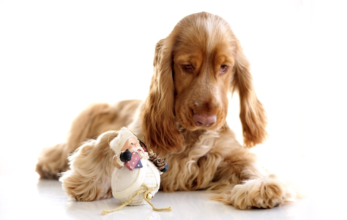 Cooper, sable cocker spaniel puppy / www.perfectcockerspaniel.com