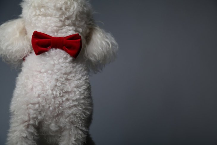 red-velvet-dog-bow-tie-max-bone-valentines-gifts-dogs-luxury-presents