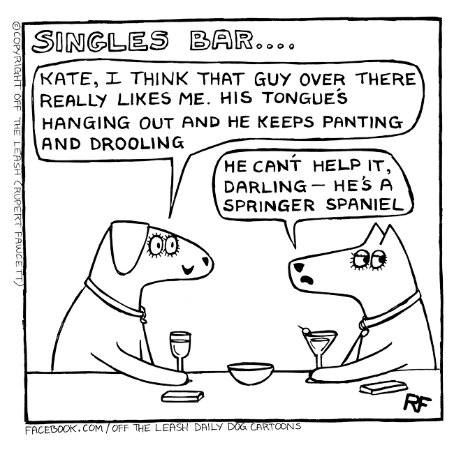 st valentine's day gifts for dogs and puppies / luxury presents for dogs / www.perfectcockerspaniel.com