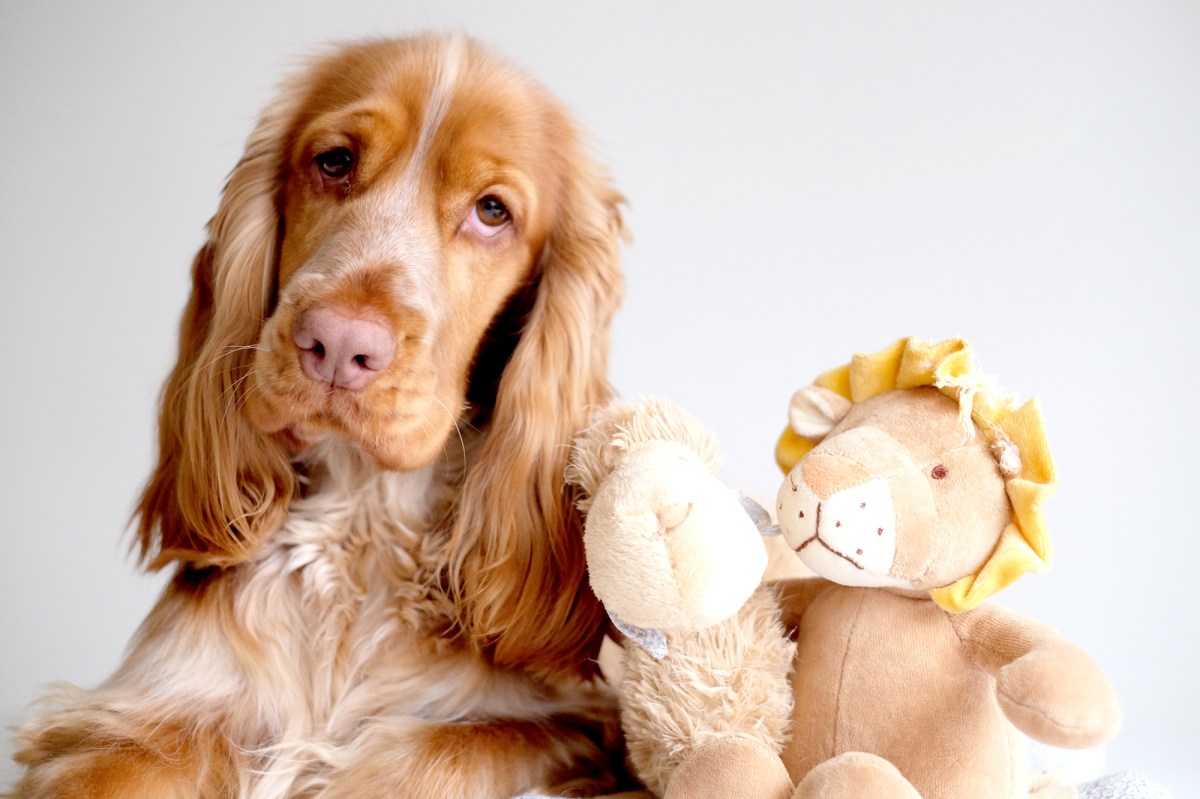 Cooper, 12 months old gold sable cocker spaniel puppy / @cooper.spaniel / www.perfectcockerspaniel.com