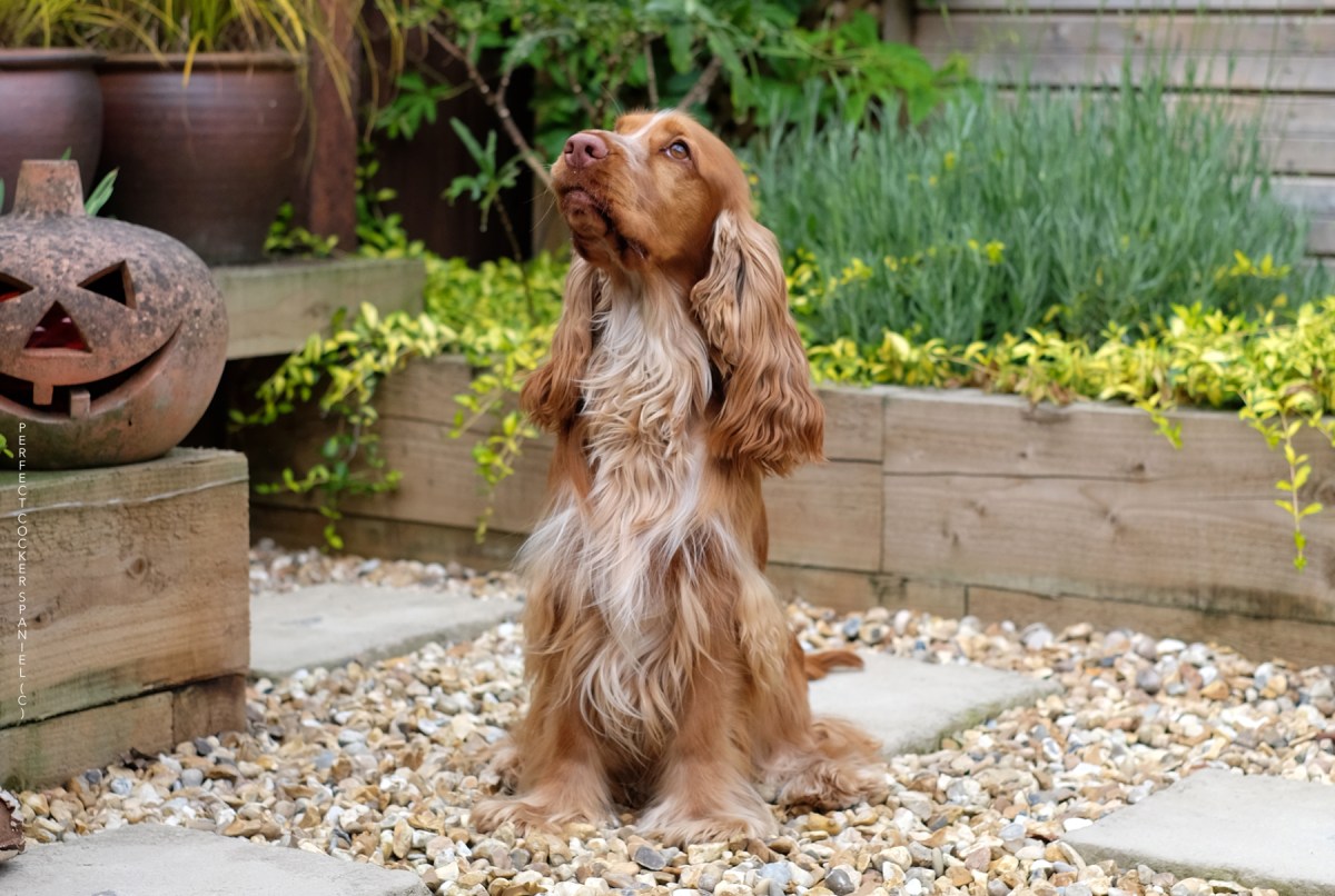 Cooper, red sable cocker spaniel / @cooper.spaniel (c) www.perfectcockerspaniel.com