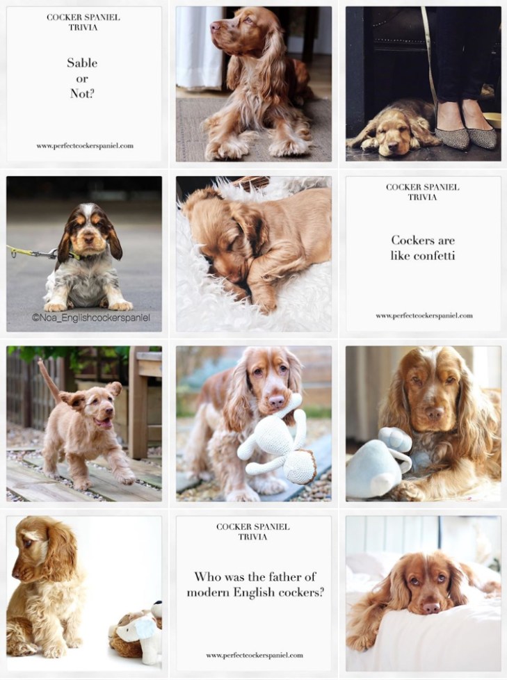 Perfect Cocker Spaniel blog / Cooper Spaniel @cooper.spaniel