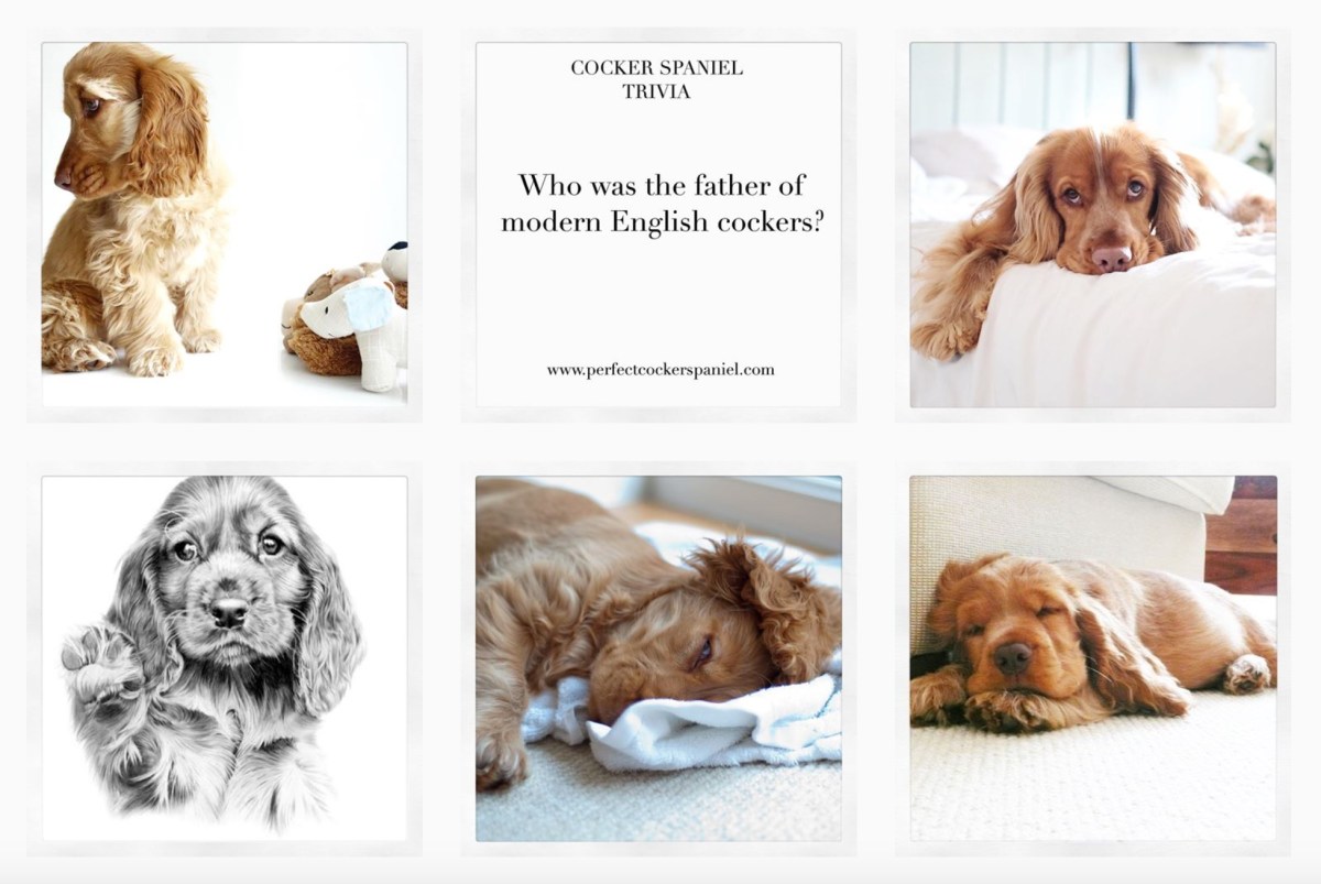 Perfect Cocker Spaniel @perfectcockerspaniel blog & instagram / English cocker spaniel photos / beautiful puppies and dogs / Cooper, English cocker spaniel @cooper.spaniel