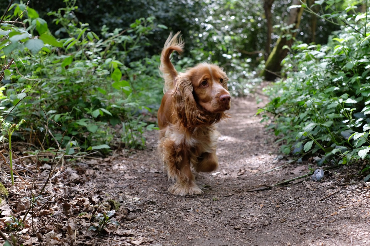 Perfect cocker spaniel / @perfectcockerspaniel & @cooper.spaniel / autumn toxic plants for dogs