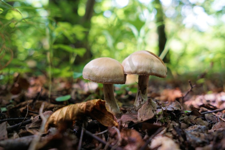 toxic-plants-mushrooms-perfectcockerspaniel-blog