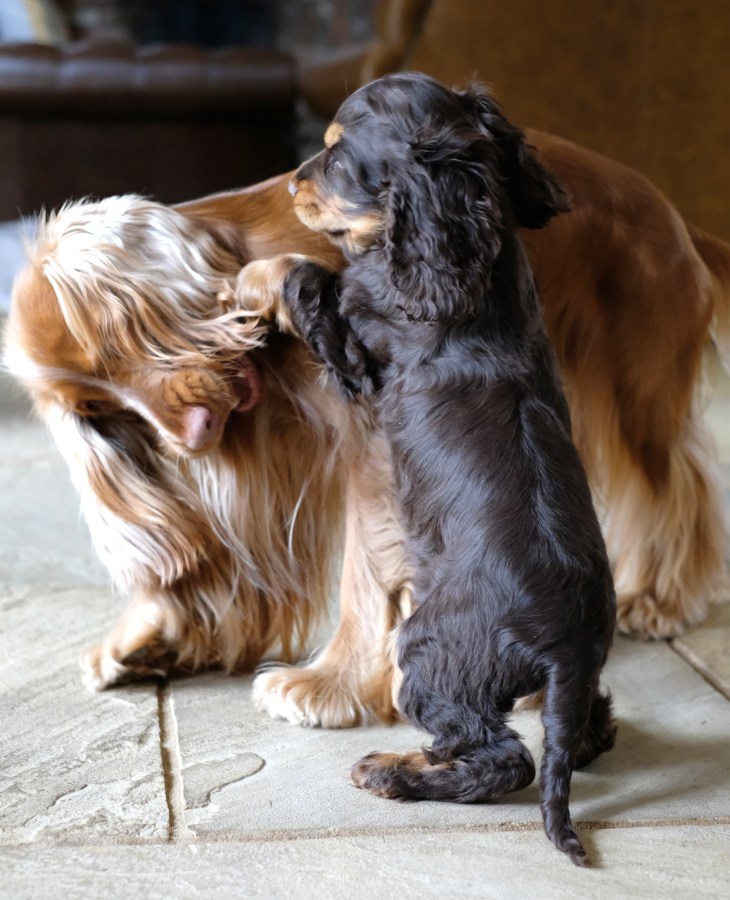 cooper-fred-perfectcockerspaniel.jpg