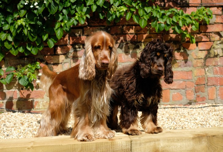 cooper-fred-summer-2018-perfectcockerspaniel
