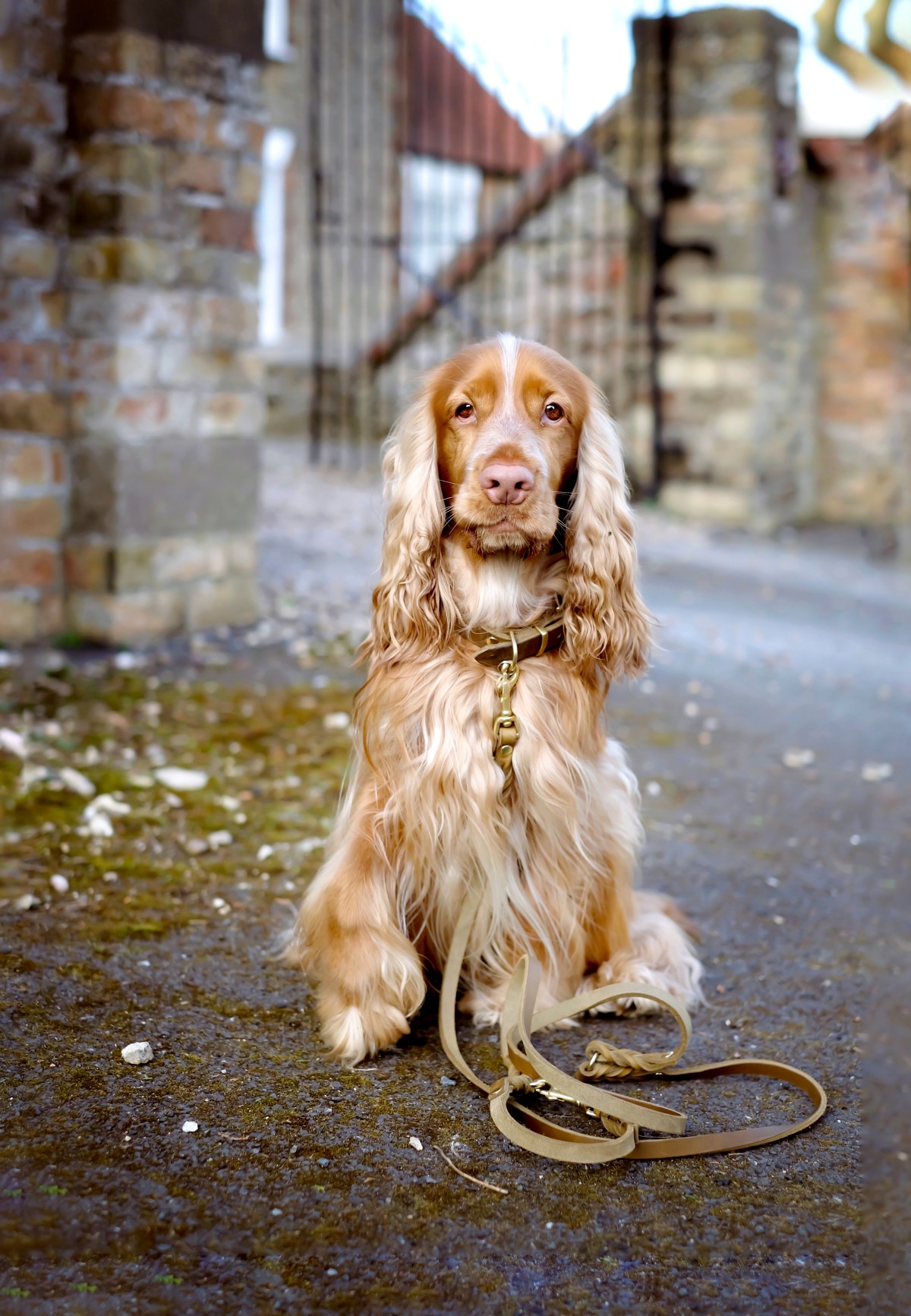 Cooper, cooper.spaniel, sable cocker spaniel for perfectcockerspaniel.com dog photography, cocker spaniel advice