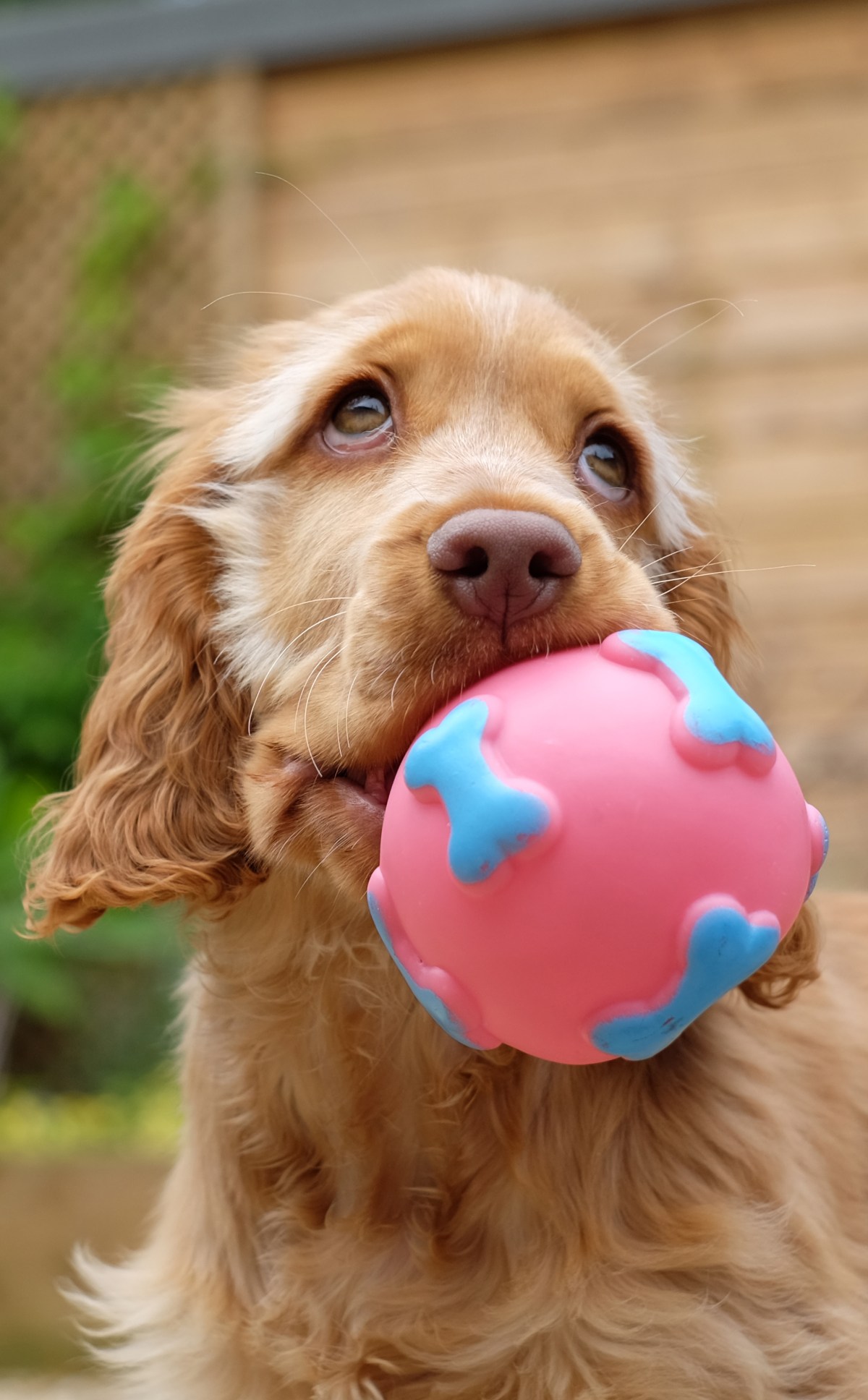 Cooper, photographed by me / simple trick to how to stop puppy from picking street rubbish on walks / first puppy advice for cocker spaniel puppy parents / published on Perfect cocker spaniel blog (C)