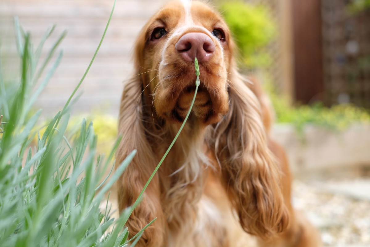 Cooper, my red sable English cocker spaniel, with lavender / Spring plants that are toxic to dogs / first published on Perfect cocker spaniel blog / (C) Natalia Ashton