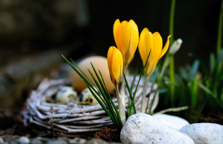 Crocus - spring plants that are toxic to dogs / Published on Perfect cocker spaniel / dog blog