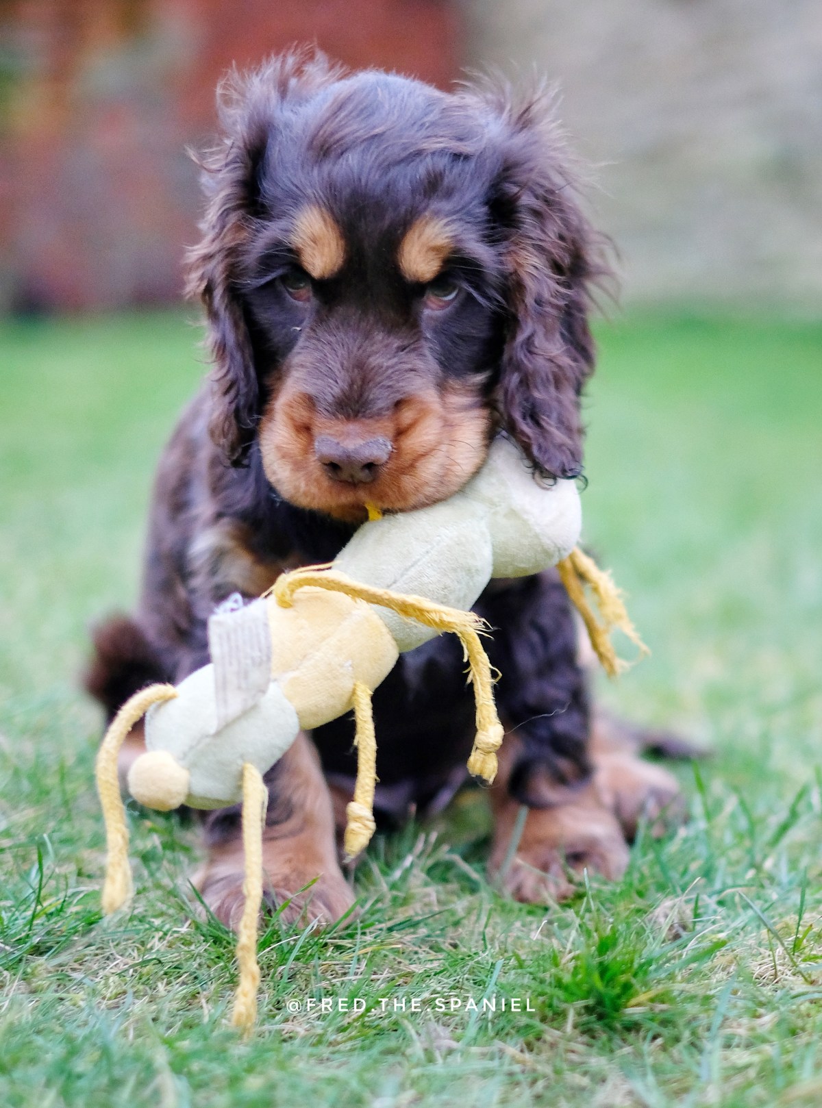 Fred, my chocolate and tan cocker spaniel puppy with his organic dog toy / best toys and chews for teething puppies / first puppy advice and tips / first published on perfect cocker spaniel blog (C) Natalia Ashton