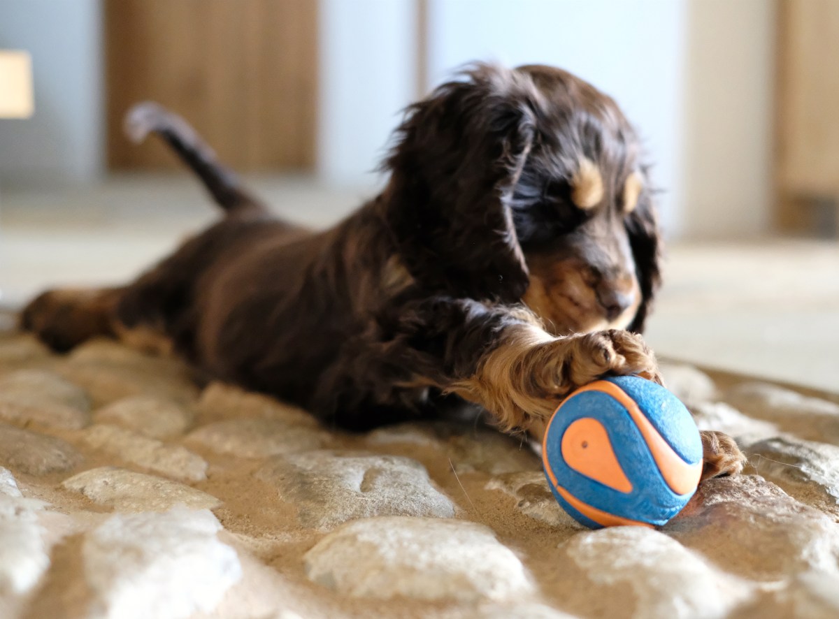 Fred, my chocolate and tan english cocker spaniel puppy playing with his ball / first puppy training tips and advice / things to teach puppy / first published on Perfect cocker spaniel blog (C)