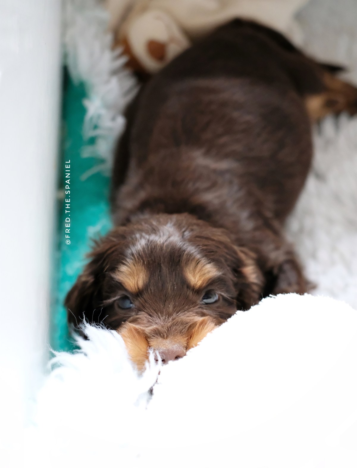 Fred, 7 weeks old, chocolate & tan english cocker spaniel puppy (C) Natalia Ashton, Perfect cocker spaniel