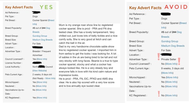 How to find reputable registered breeder cocker spaniel puppy for sale online ad / how to avoid puppy farmers / good puppy advert and puppy breeders to avoid and how to spot them / puppy advice and tips / first published on Perfect cocker spaniel blog (C)