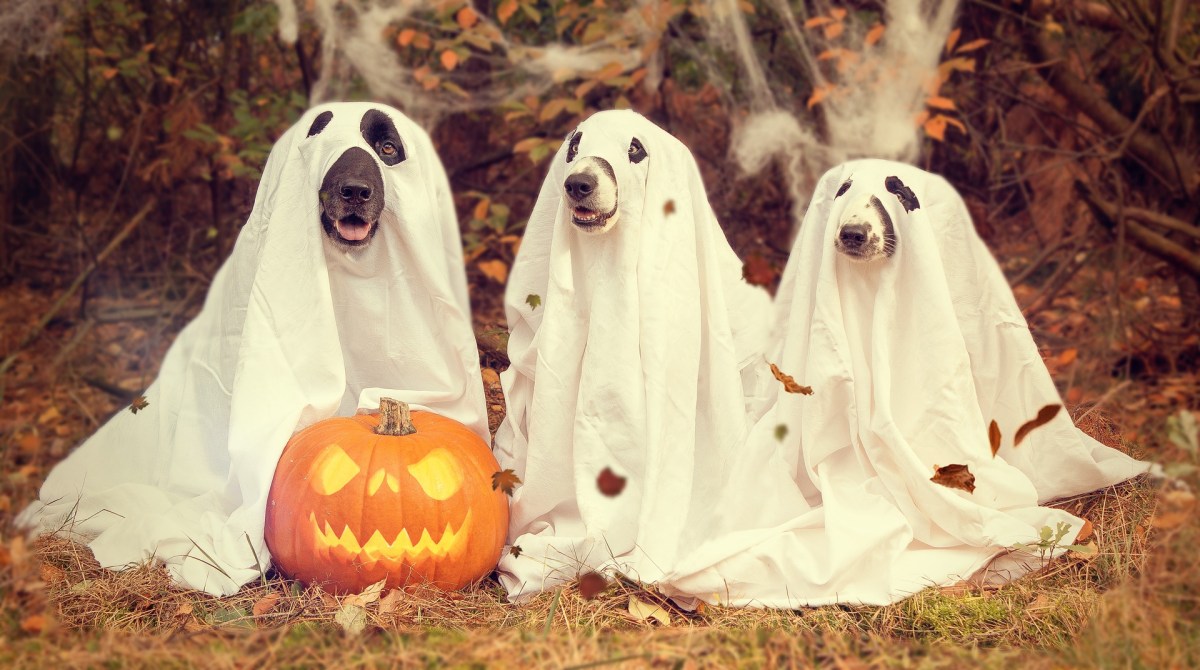 Halloween dogs / what treats and halloween foods can be dangerous for dogs / cocker spaniel advice / perfect cocker spaniel blog / (C) Image by nancy sticke from Pixabay