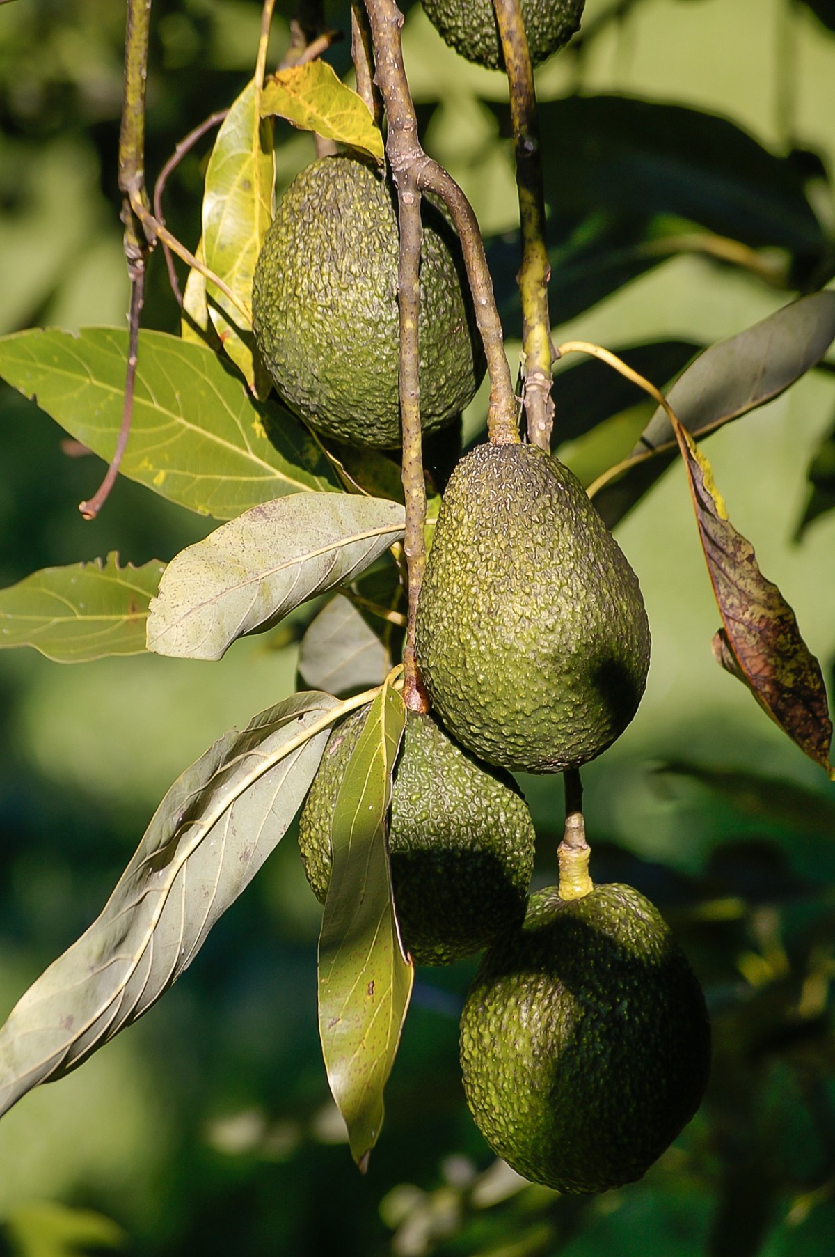 Avocado toxic or not for dogs and why, avocado in dog diet safety concerns / First published on Perfect cocker spaniel blog / Image by sandid from Pixabay