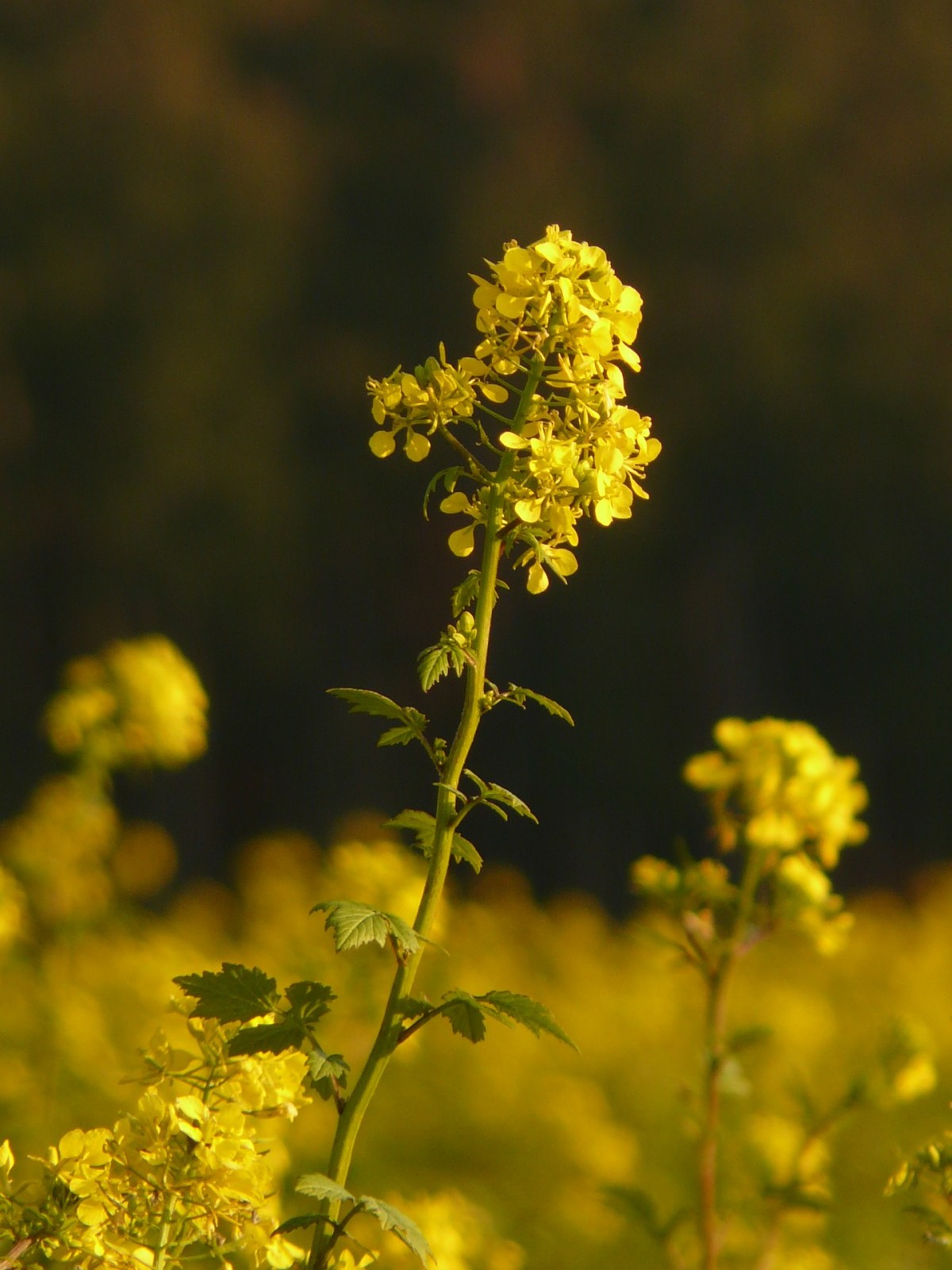Rape or rapeseed plant dangerous toxic and poisonous to dogs and why / Plants that are toxic to dogs / first published on Perfect cocker spaniel blog (C)