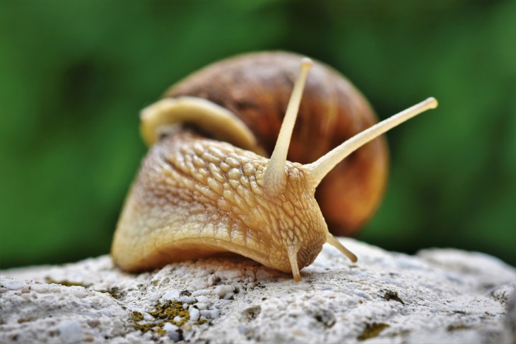 Slugs and snails dangerous for dogs, first aid advice, help / published on Perfect cocker spaniel blog / Image by Capri23Auto from Pixabay