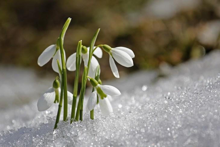 Snowdrops - spring plants that are toxic to dogs / Published on Perfect cocker spaniel / dog blog