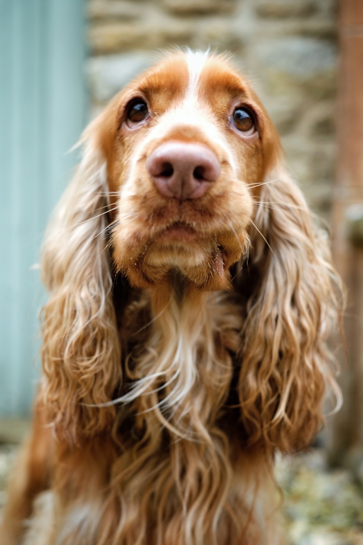 Cooper, sable english cocker spaniel / how dogs understand our words and conversations / how to talk to your dog / Perfect cocker spaniel blog & book (C) Natalia Ashton