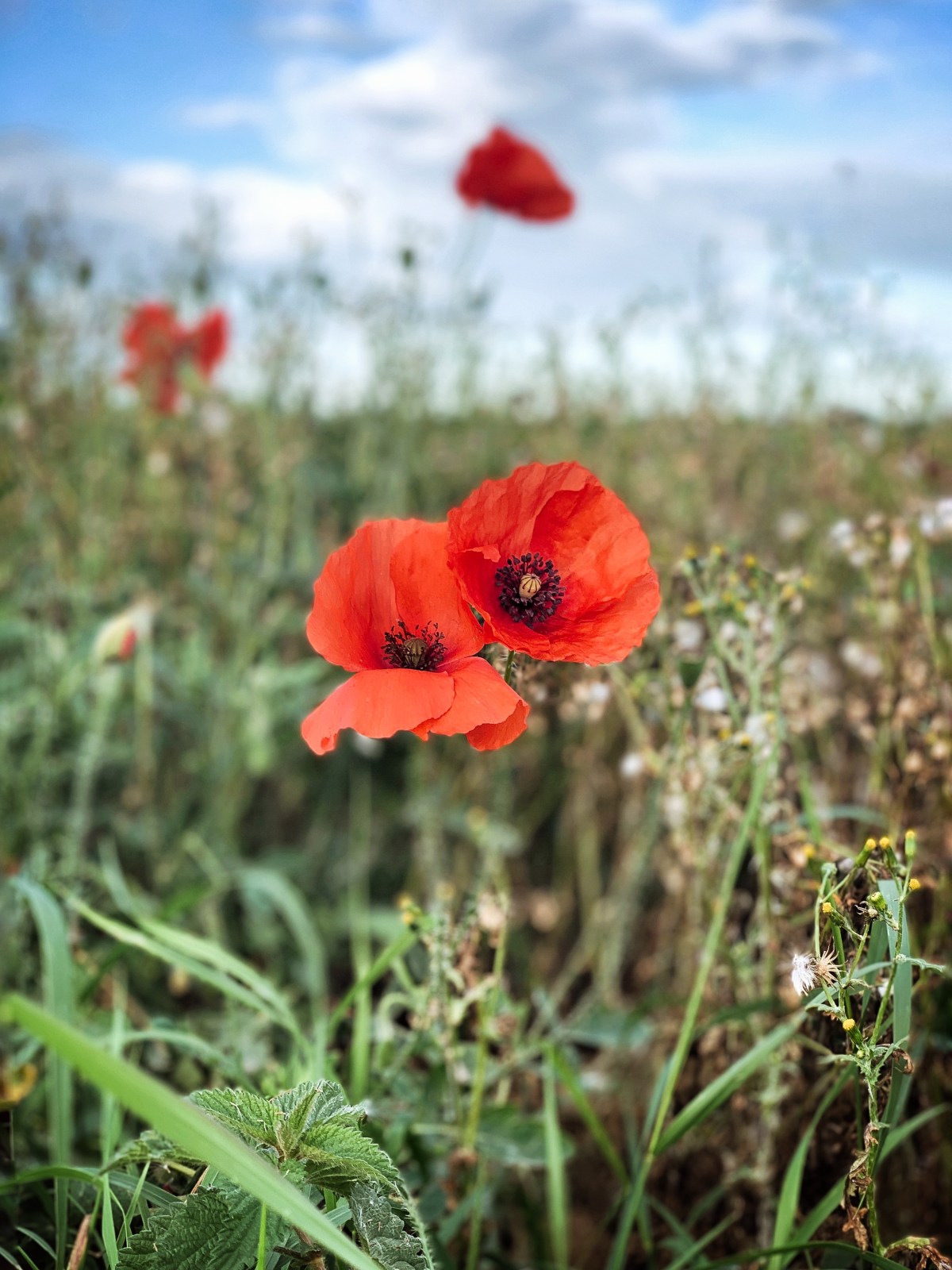 Life in the country, Lincolnshire / poppy field / Perfect cocker spaniel (c) blog / English cocker spaniel puppy advice and tips book for first time puppy parents / photo by Natalia Ashton