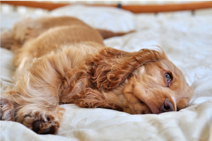 Oscar, golden cocker spaniel puppy napping in bed / benefits of sleeping with dogs studies / first published on Perfect cocker spaniel blog / puppy book about English cooker spaniel (C) Natalia Ashton