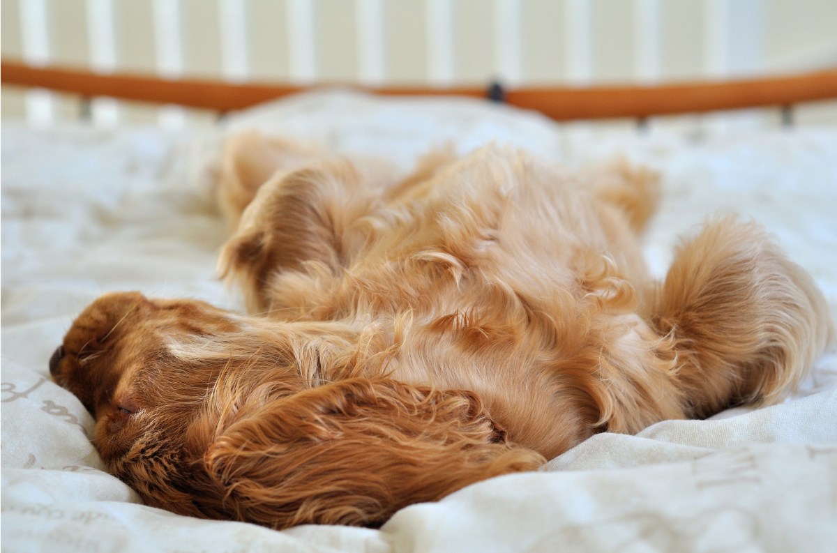 Oscar, golden cocker spaniel puppy sleeping in bed / benefits of humans sleeping with dogs studies / published on Perfect cocker spaniel blog (c) Natalia Ashton