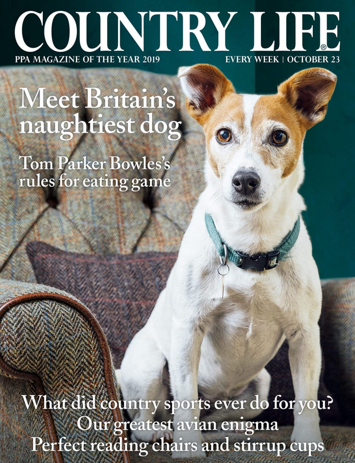 Cooper and Fred featured in Country Life October 23 issue / Britain's naughtiest dogs / Perfect cocker spaniel blog and book