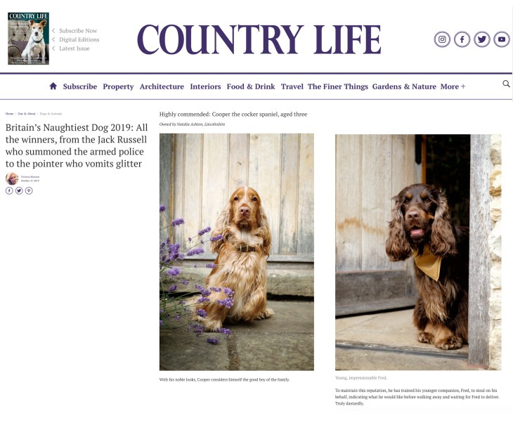Cooper & Fred, Perfect cocker spaniel cockers on Country Life magazine website / britain's naughtiest dogs 2019 by Victoria Marsden / Natalia Ashton / english cocker spaniel humour, advice, tips, history, puppy first year, grooming and more, book and blog