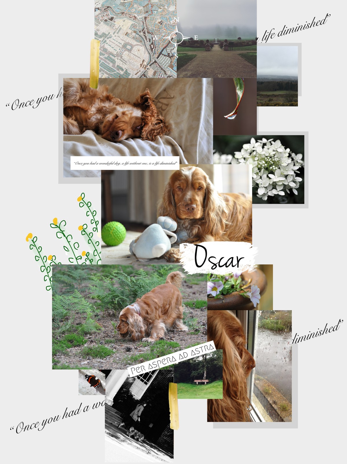 Oscar, Golden cocker spaniel who inspired Perfect cocker spaniel book, best guide for raising English cocker spaniel puppy, tips and advice, all about cocker spaniels / (c) Natalia Ashton, Perfect cocker spaniel