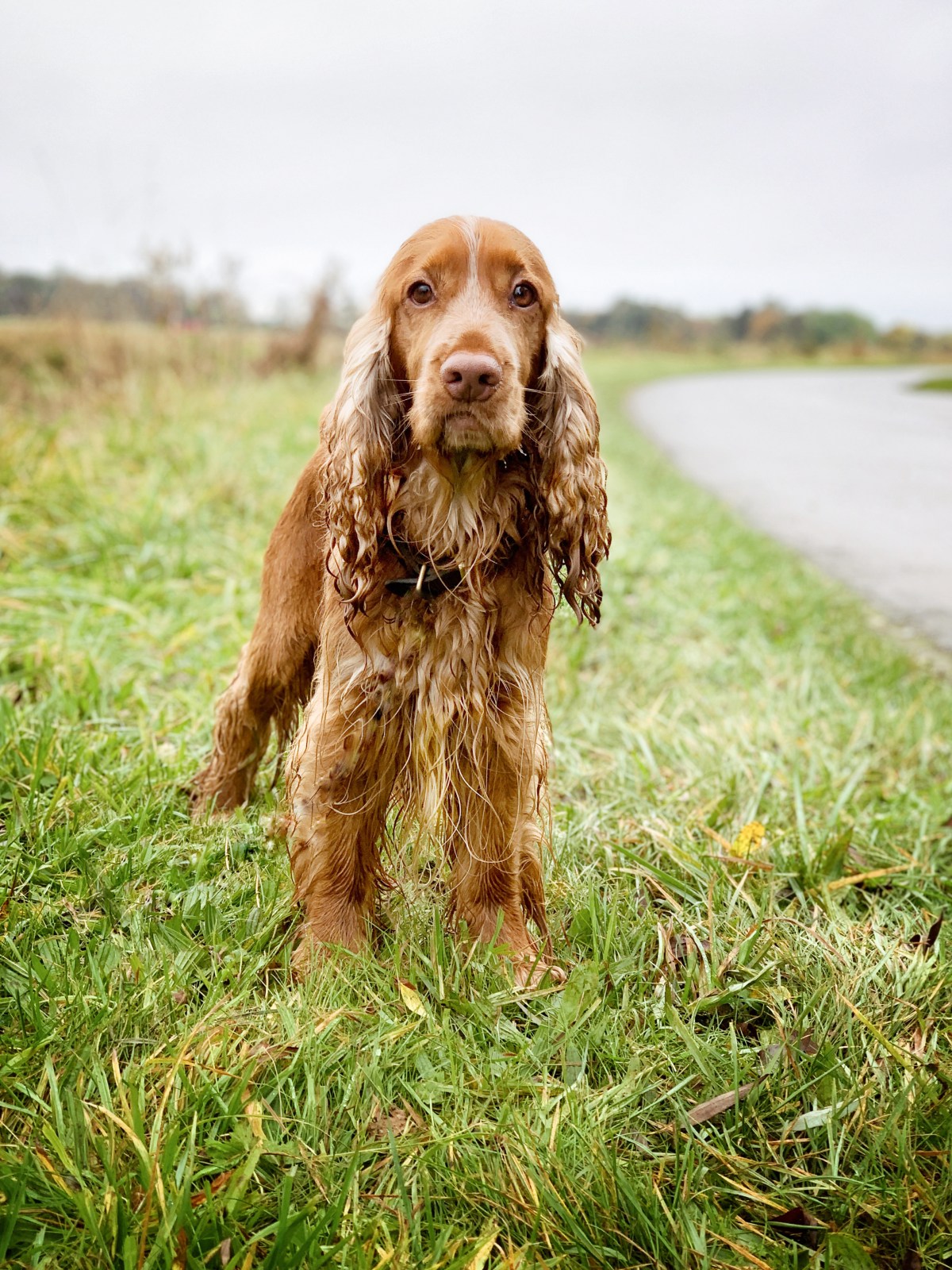 what to do with cocker spaniel dog when the weather is bad and rainy / indoor puzzle games for dogs ideas / puppy tips / all about English cocker spaniel training and keeping calm / Perfect cocker spaniel book and blog / (C) Natalia Ashton