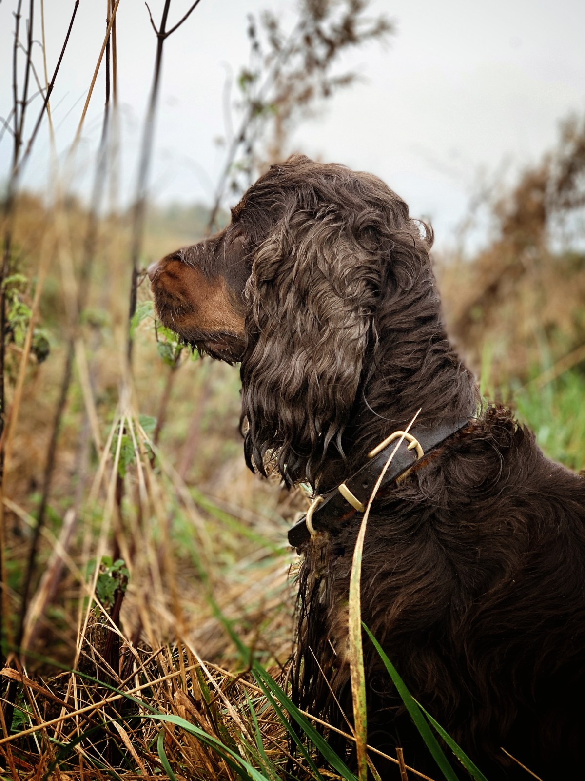 Fred, my chocolate and tan english cocker spaniel pup / Perfect cocker spaniel blog & book / English cocker spaniel grooming, training, advice, health, puppy tips / Natalia Ashton (C)