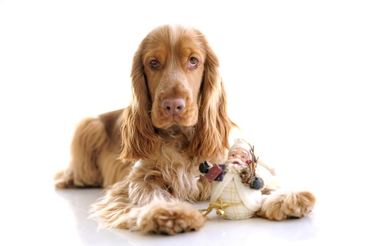 Cooper, sable red cocker spaniel puppy 8 months old / best christmas presents for English cocker spaniels gift guide / Perfect cocker spaniel book and blog (C) Natalia Ashton