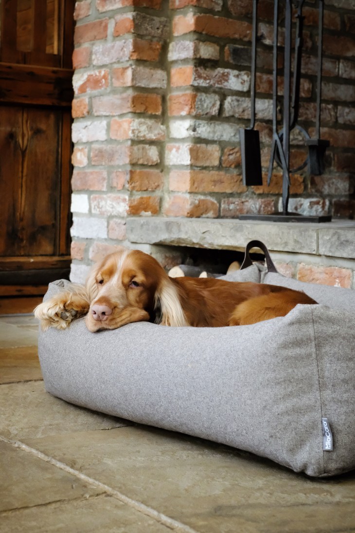 Cooper relaxing in his MiaCara dog bed / best christmas presents for english cocker spaniel gift guide / Perfect cocker spaniel dog blog (c) Natalia Ashton