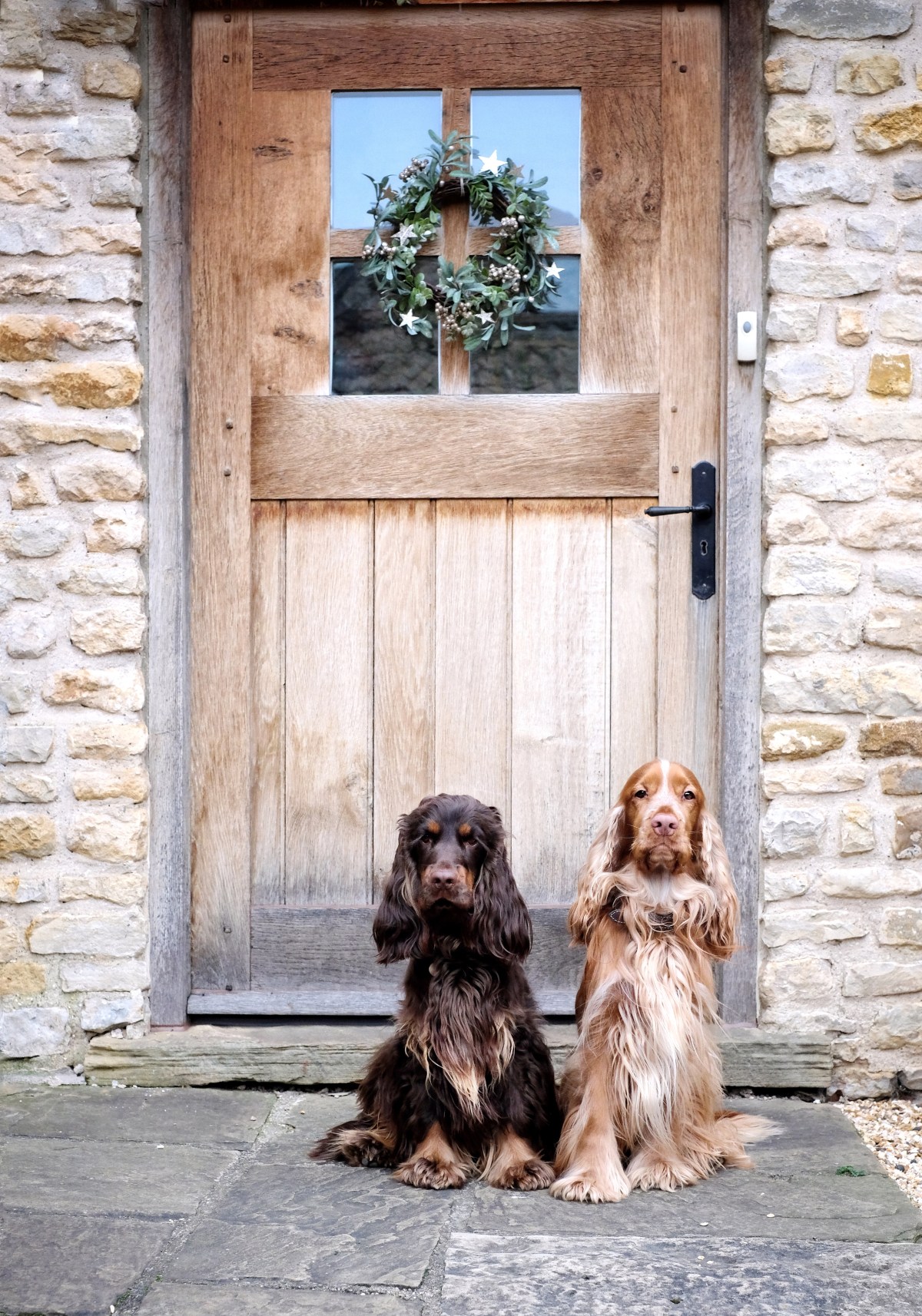 Cooper and Fred english cocker spaniels / Perfect cocker spaniel book and blog / cocker spaniel tips, advice, diet, puppy tips, cocker spaniel grooming, how to hand-strip cocker spaniel / (C) Natalia Ashton