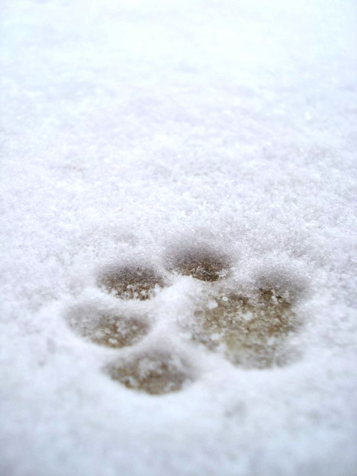 Dog paws in snow photo / Salt, grit, antifreeze poisoning and dangers in dogs in winter / signs of poisoning in dogs / Perfect cocker spaniel book and blog / cocker spaniel tips, advice, grooming, diet (C)