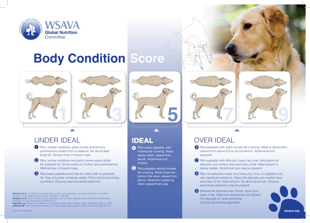 Is your dog overweight? How to help your cocker spaniel lose & maintain ...