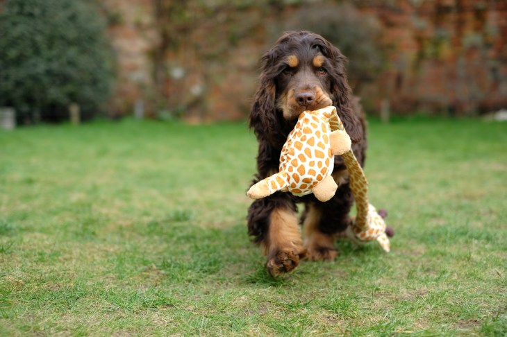 Fred, chocolate and tan English cocker spaniel puppy, perfect cocker spaniel breed and puppy guide book, Natalia o dog blog