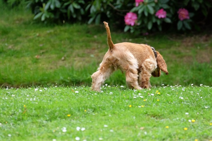 how to puppy proof garden / Cooper red sable cocker spaniel puppy / perfect cocker spaniel best book breed puppy guide about English cockers / Nata
