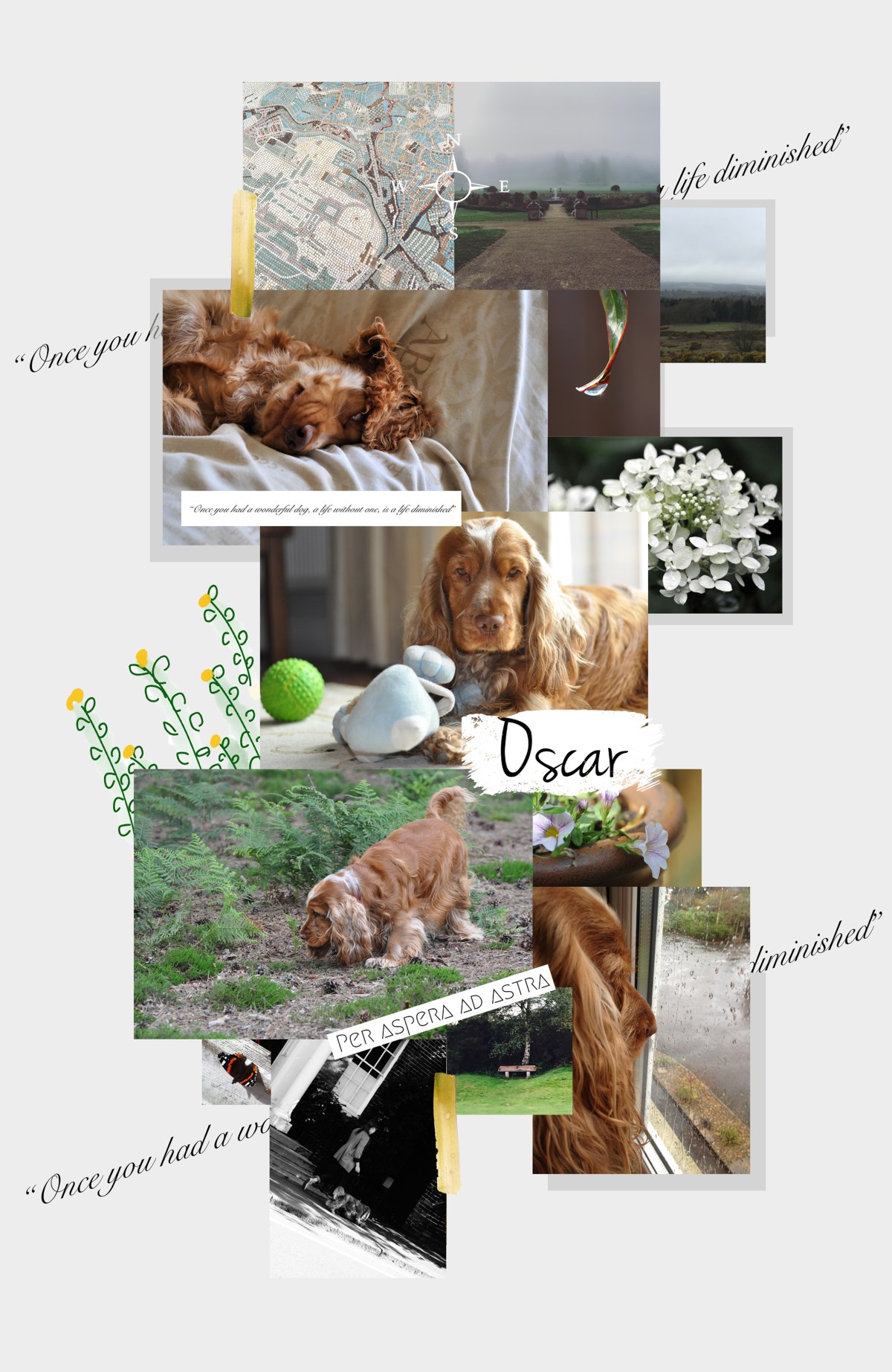 Oscar, perfect English cocker spaniel (C)