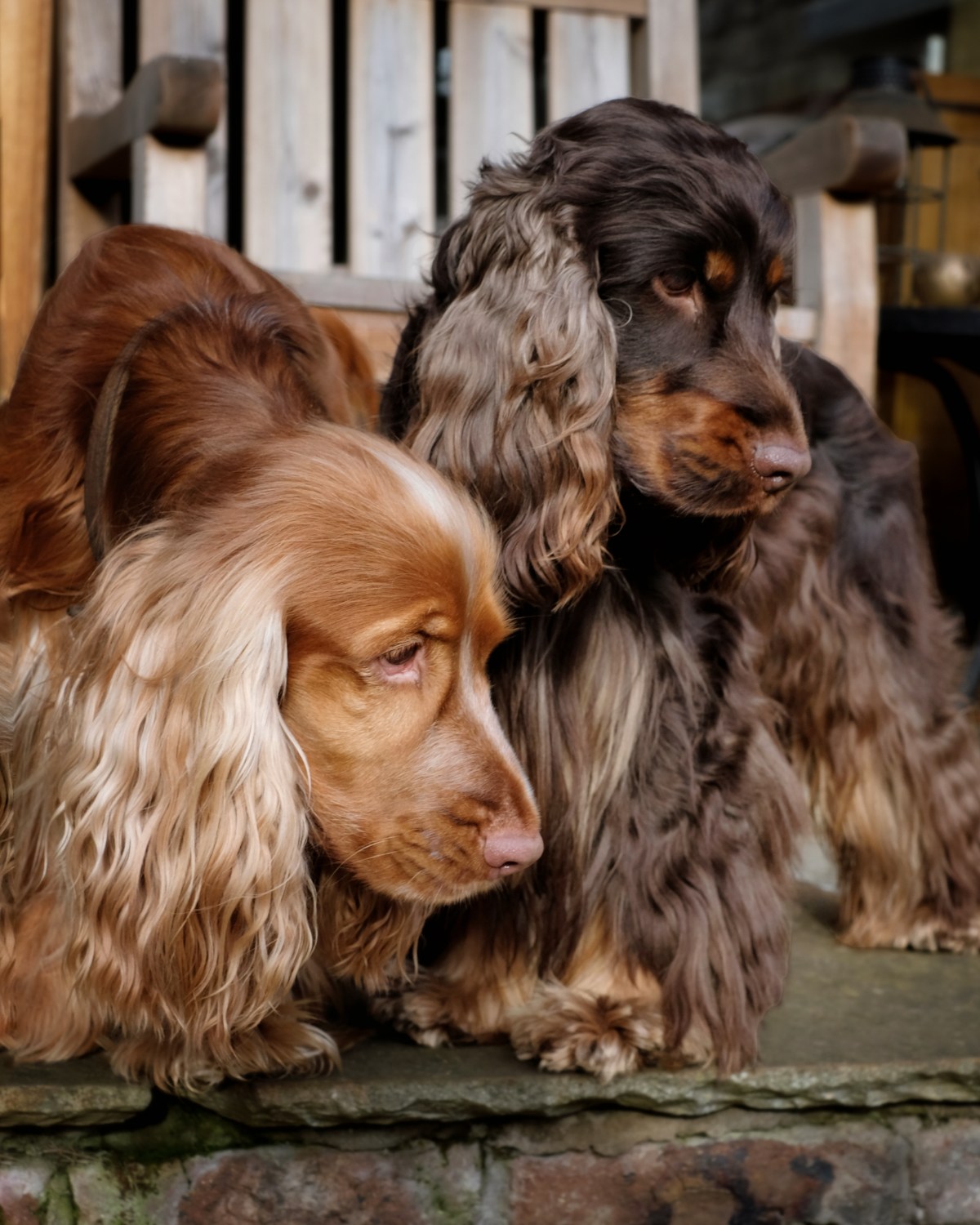 Covid coronavirus pandemic lockdown / self-isolating tips with dogs / english cocker spaniel advice, grooming, training, mental stimulation tips / Perfect cocker spaniel book and pet blog / Cooper, Fred, Natalia Ashton (C)