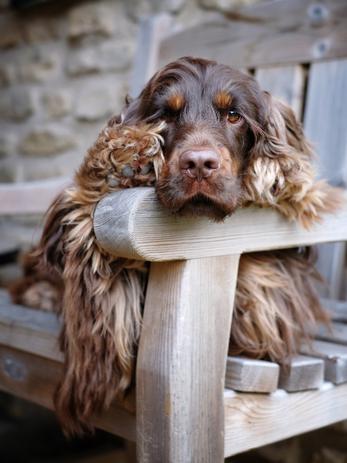 Fred, chocolate and tan English cocker spaniel puppy / Covid coronavirus self-isolating with two spaniels / Perfect cocker spaniel dog and pet blog (C) Natalia Ashton
