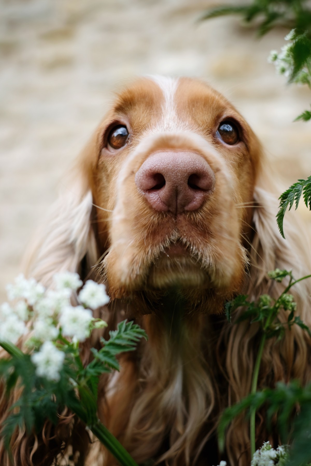 Separation anxiety in English cocker spaniels / How to prevent separation anxiety when staying at home at coronavirus Covid19 Lockdown rules / Cooper, sable English cocker spaniel by Natalia Ashton (C) Perfect cocker spaniel pet blog and cocker spaniel book guide grooming, training, health, puppy