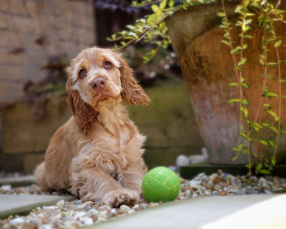 Cooper as a pup hiding from heatwave, red sable English cocker spaniel puppy / UK Heatwave in England | How to keep dog cool and safe during hot weather, heatwave, summer | Signs of heatstroke in dogs and overheating | Ways, tips & advice to protect English cocker spaniel from summer heat | Perfect cocker spaniel breed and puppy tips, advice, training, health, grooming & diet | Pet Blog (C) Natalia Ashton